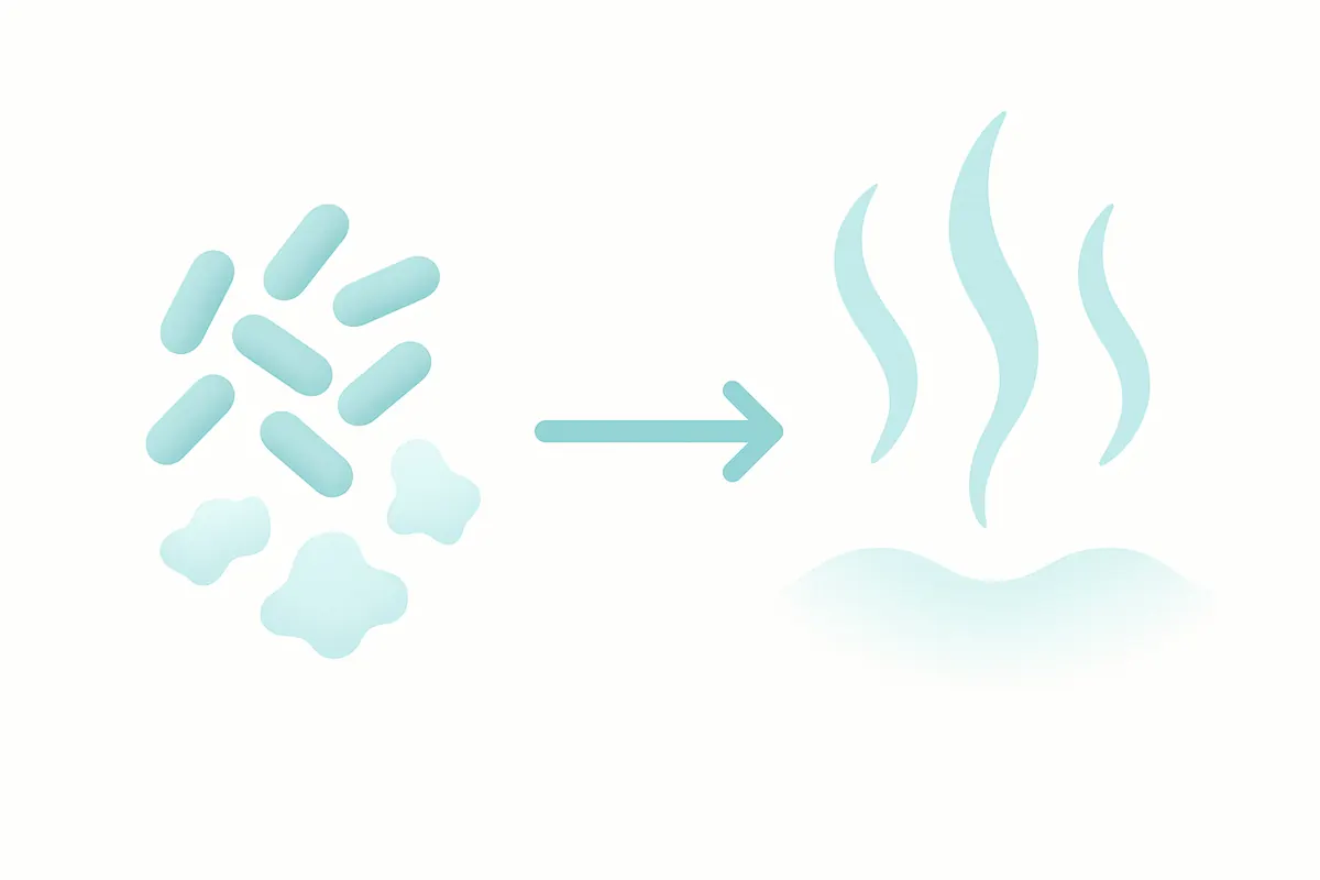 嫌気性菌が、はがれた粘膜や食べかすなどのタンパク質を分解して、においの強い揮発性硫黄化合物が発生する仕組みの図